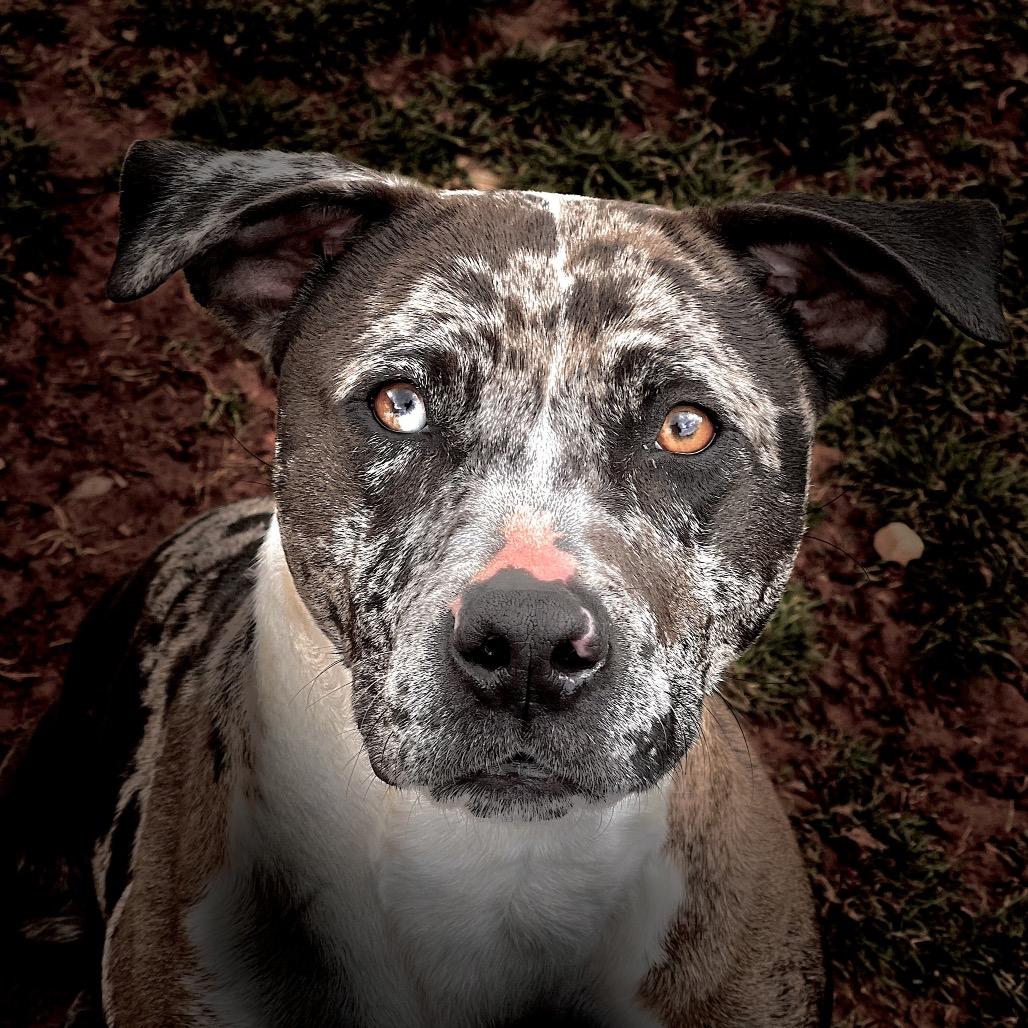 Enlarge Oreo, a Adoptable mixed breed in Harrisville, WV image 2/6