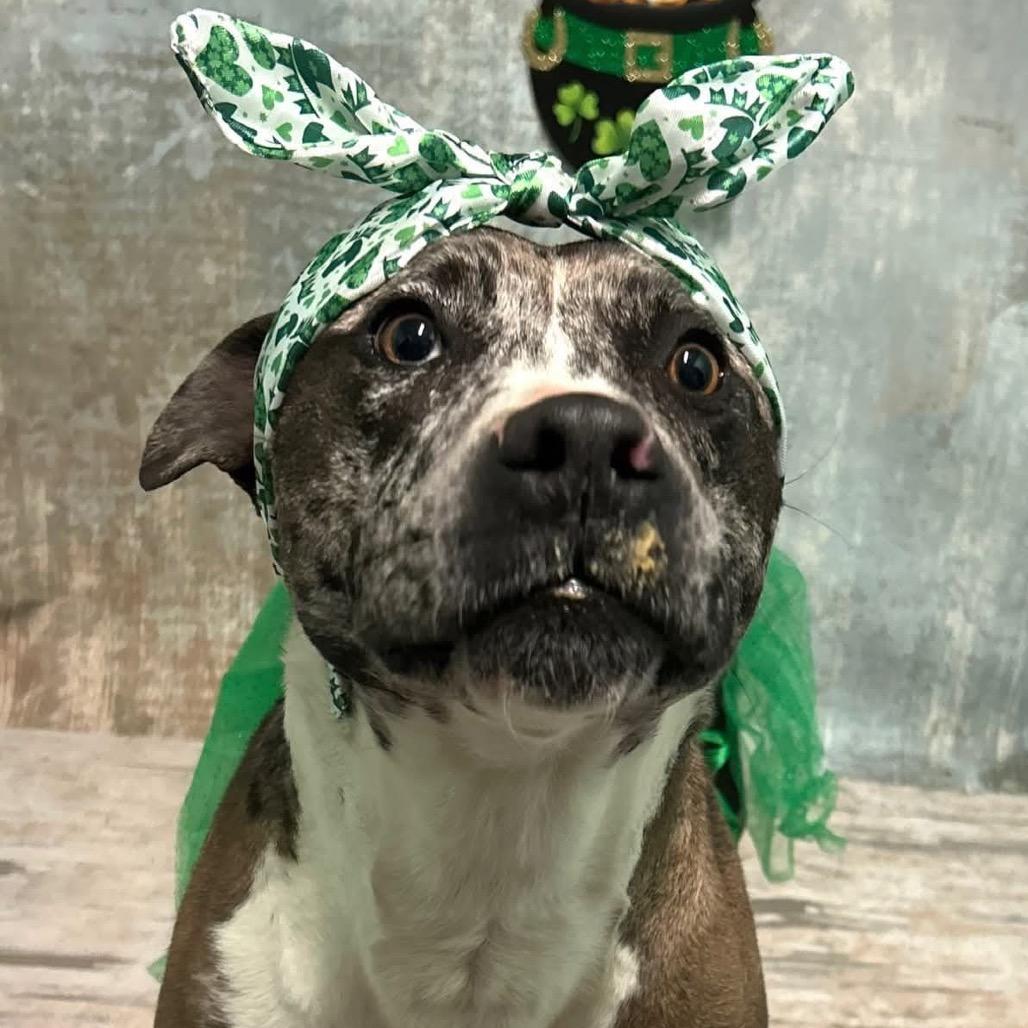 Enlarge Oreo, a Adoptable mixed breed in Harrisville, WV image 3/6