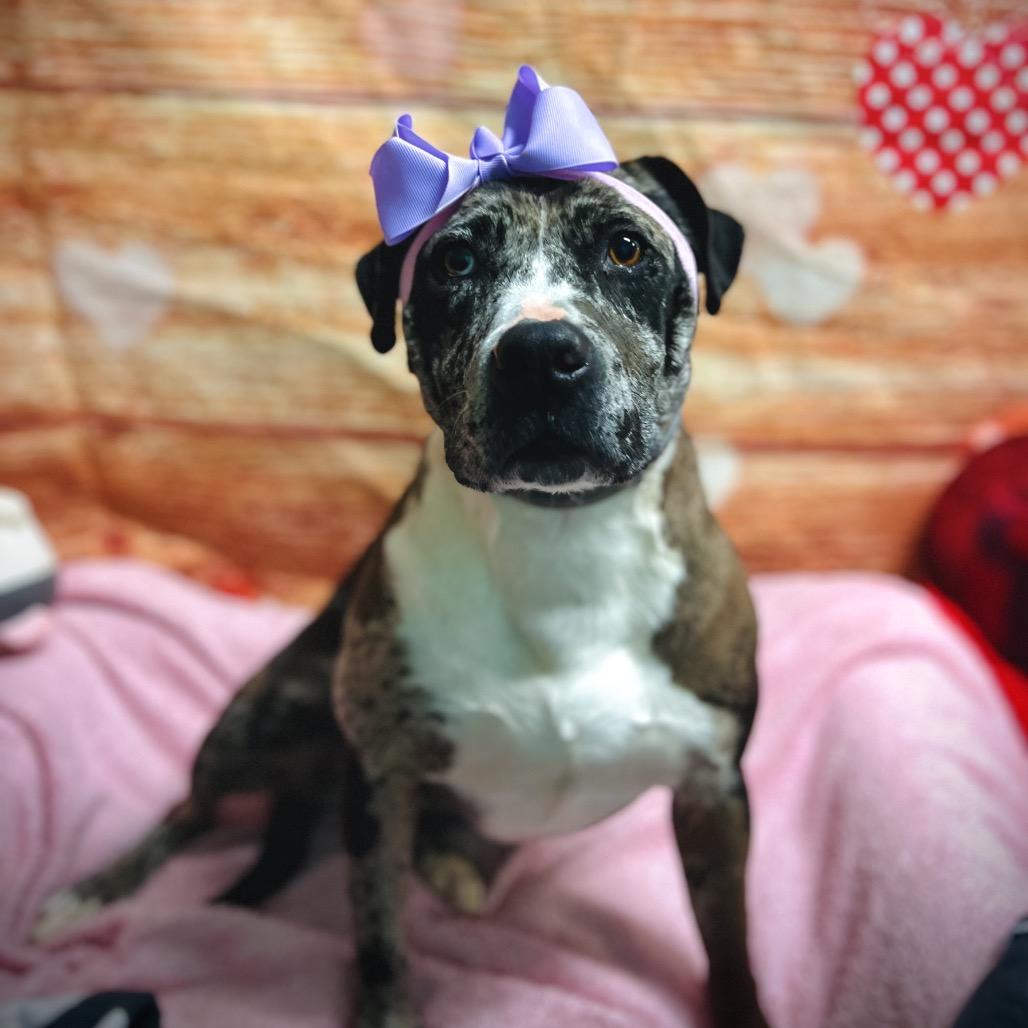 Enlarge Oreo, a Adoptable mixed breed in Harrisville, WV image 4/6