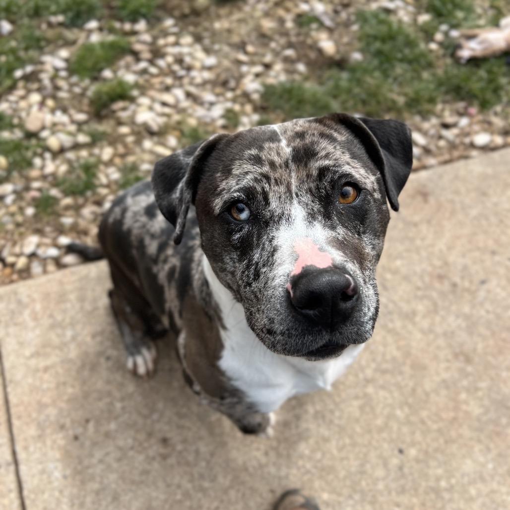 Enlarge Oreo, a Adoptable mixed breed in Harrisville, WV image 5/6