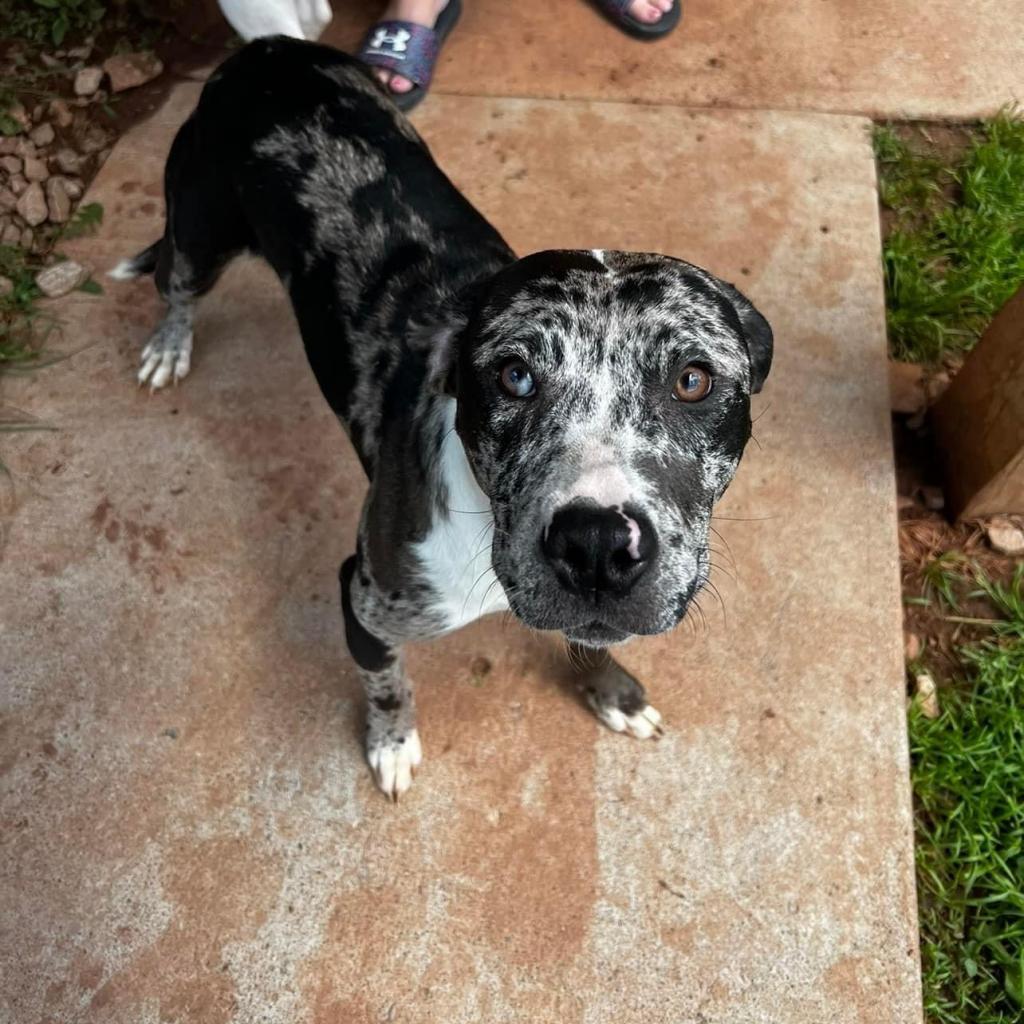 Enlarge Oreo, a Adoptable mixed breed in Harrisville, WV image 6/6