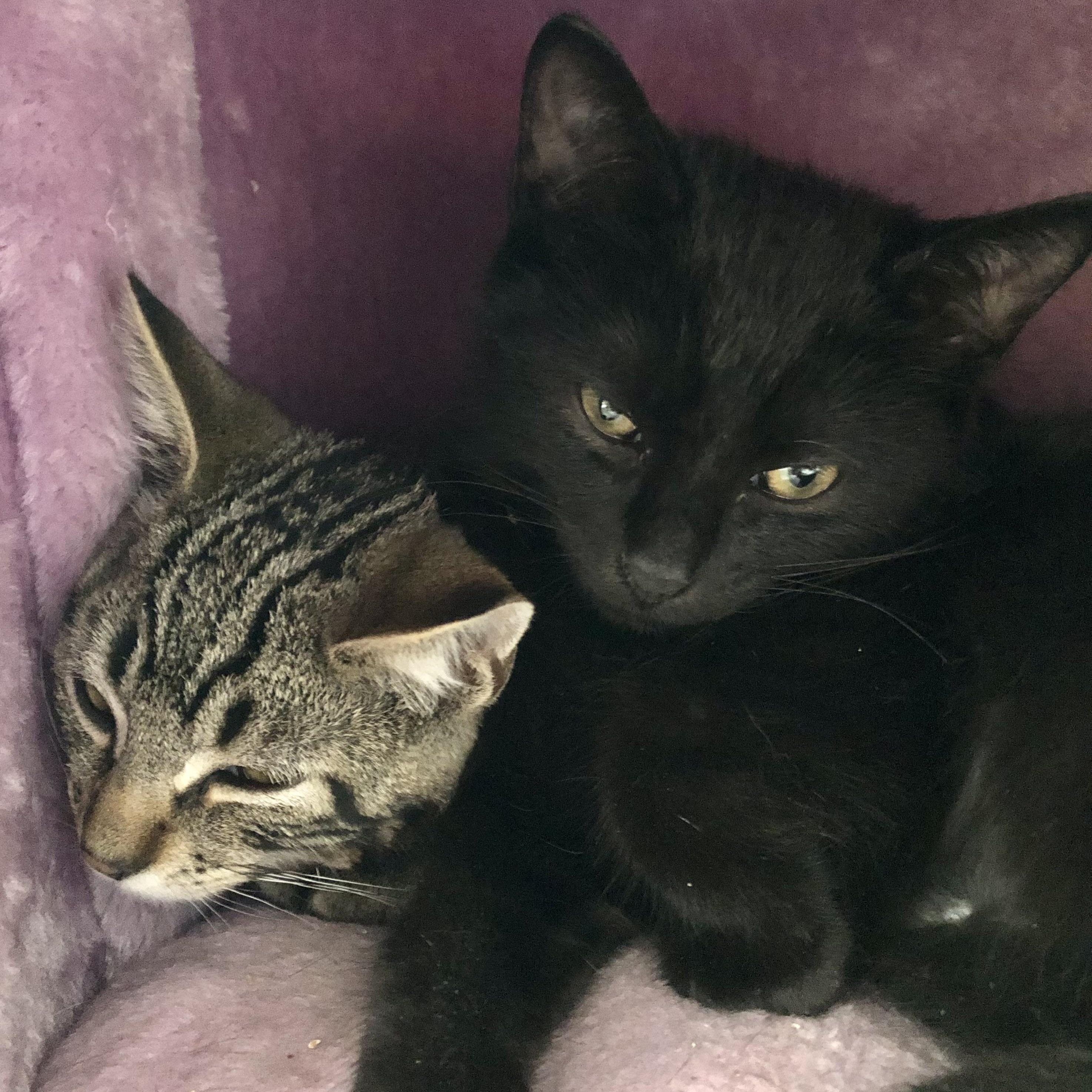 Enlarge Noelle, a Adoptable Domestic Short Hair in Buffalo, NY image 5/5