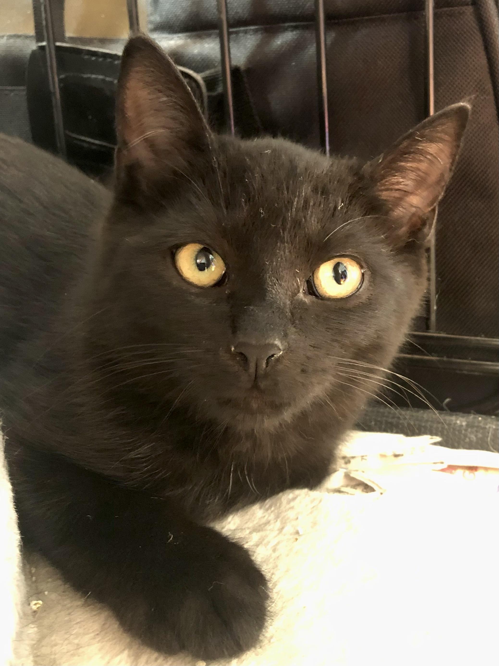 Noelle, Adoptable, Kitten Female Domestic Short Hair.