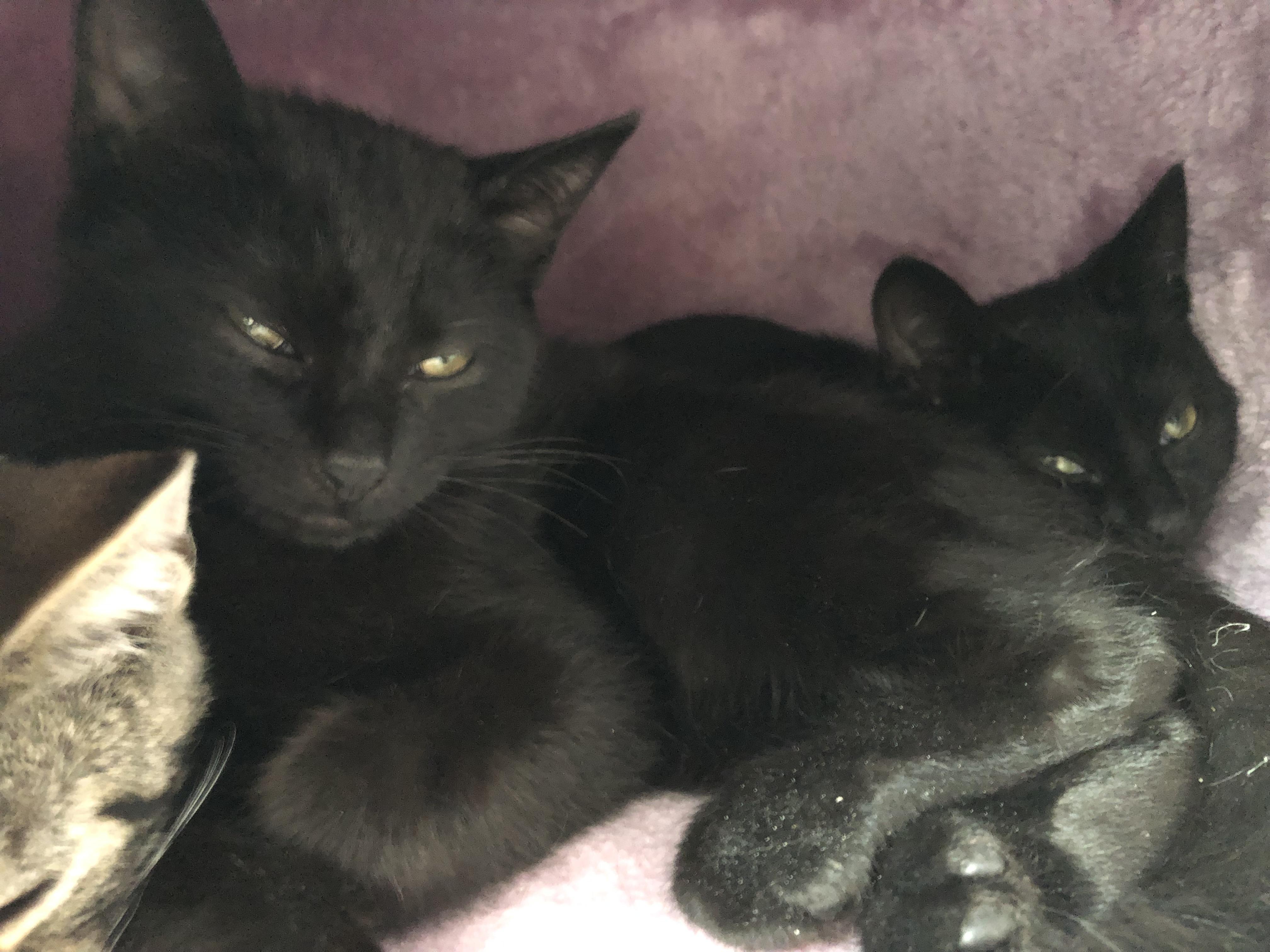 Enlarge Noelle, a Adoptable Domestic Short Hair in Buffalo, NY image 4/5