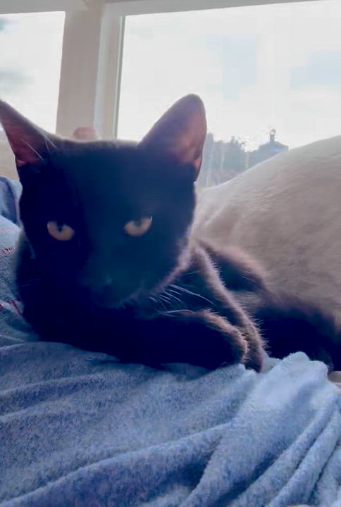 Enlarge Noelle, a Adoptable Domestic Short Hair in Buffalo, NY video 2/5