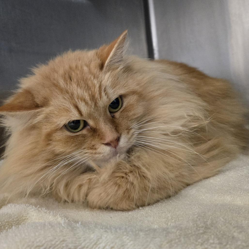 Enlarge Missy, a Adoptable Domestic Long Hair in Tawas City, MI image 1/1