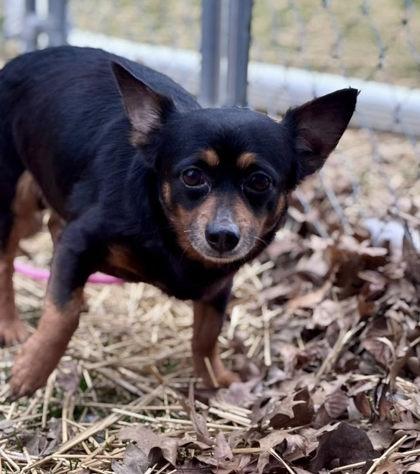 Enlarge Delgado, a Adoptable mixed breed in Hobart, IN image 1/3
