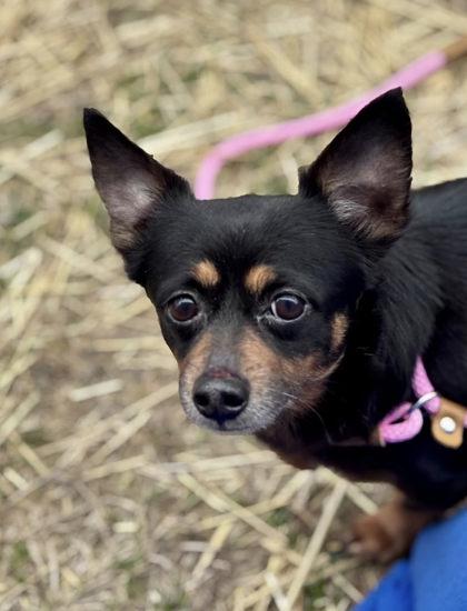 Enlarge Delgado, a Adoptable mixed breed in Hobart, IN image 2/3