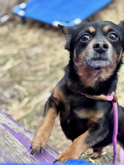 Enlarge Delgado, a Adoptable mixed breed in Hobart, IN image 3/3