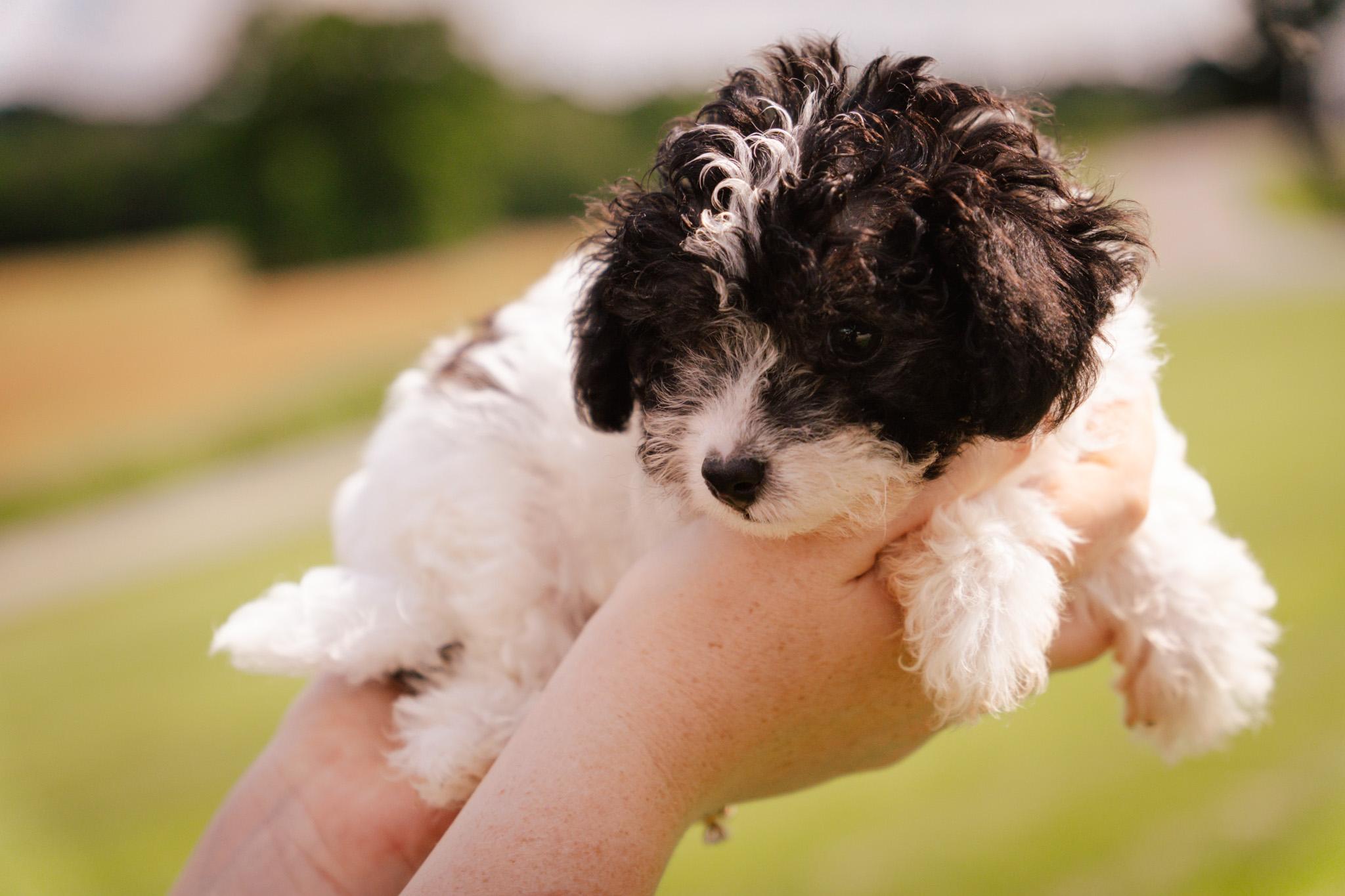 Adeline, an adoptable Havanese, Poodle (Toy) in Gradyville, KY, 42742 | Photo Image 2