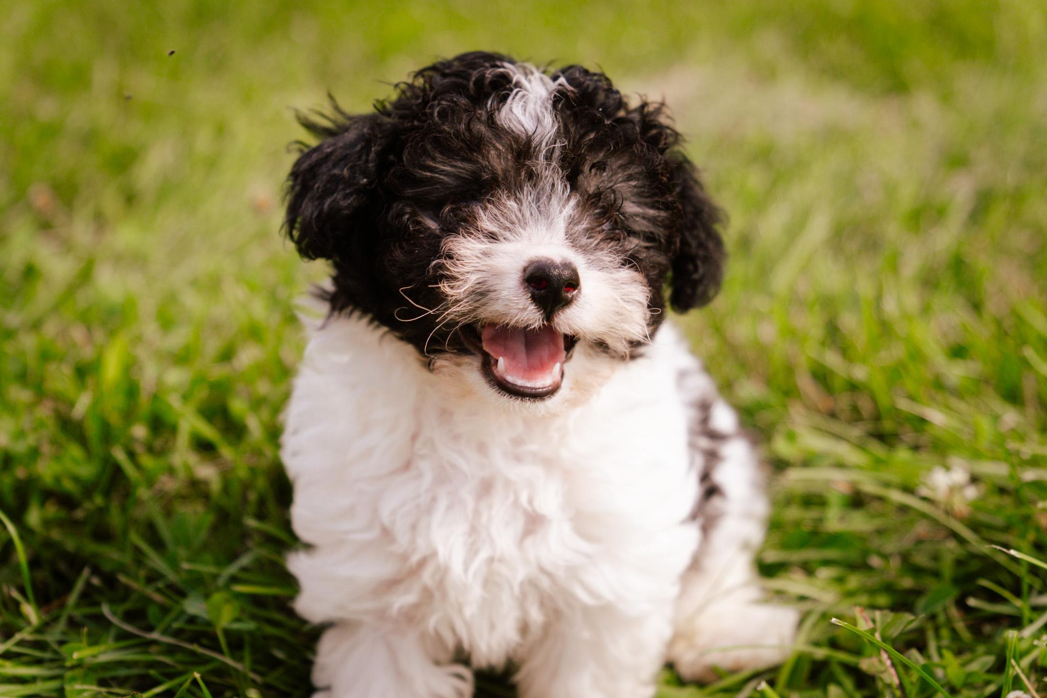 Adeline, an adoptable Havanese, Poodle (Toy) in Gradyville, KY, 42742 | Photo Image 1