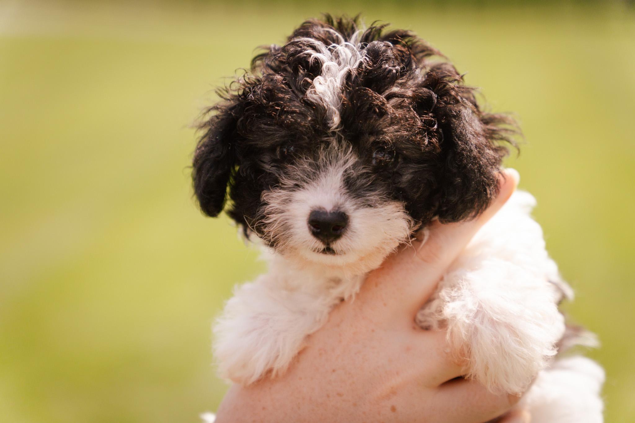 Adeline, an adoptable Havanese, Poodle (Toy) in Gradyville, KY, 42742 | Photo Image 3