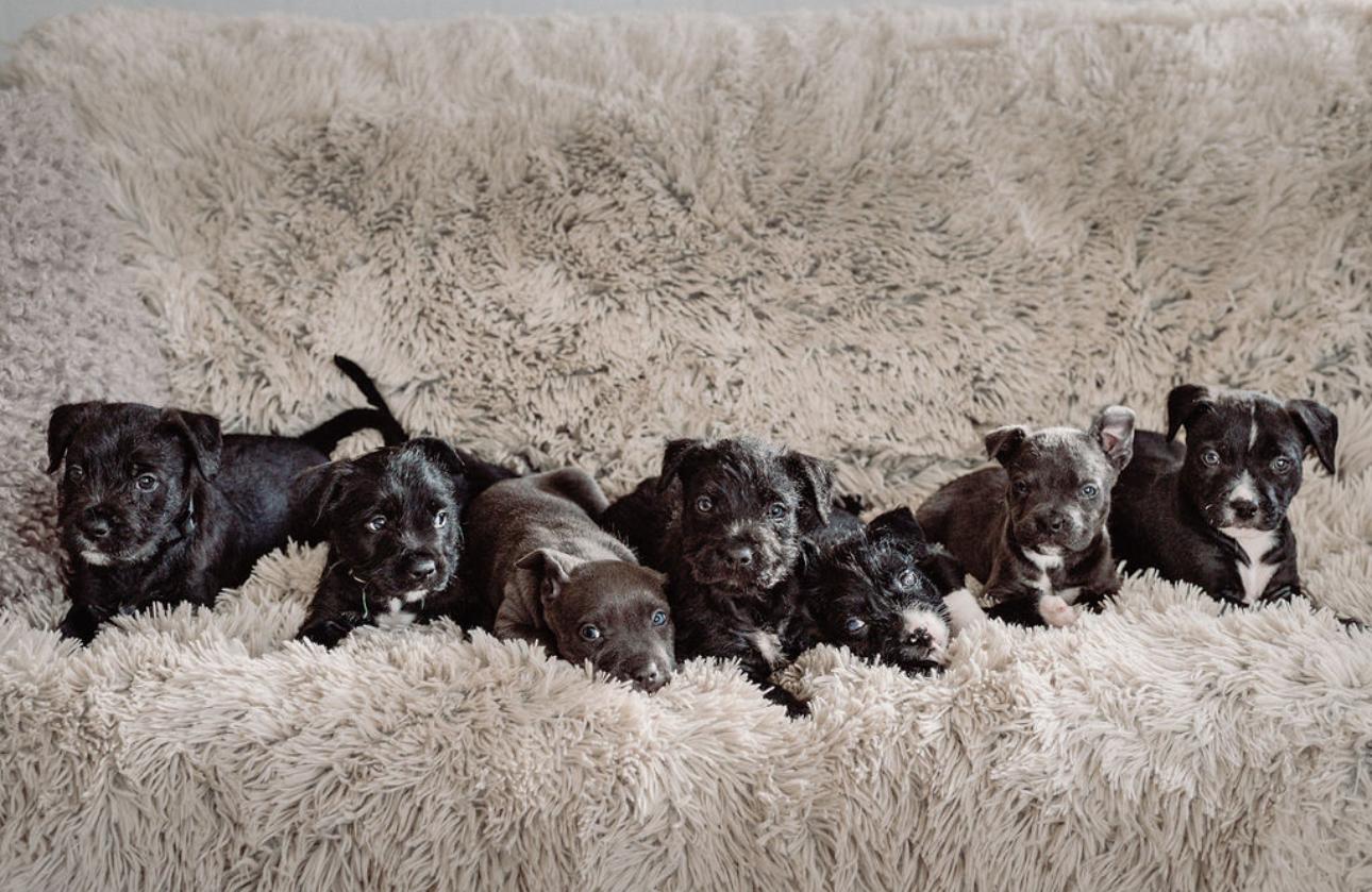 Orbit, a Adoptable mixed breed in San diego, CA image 5/5