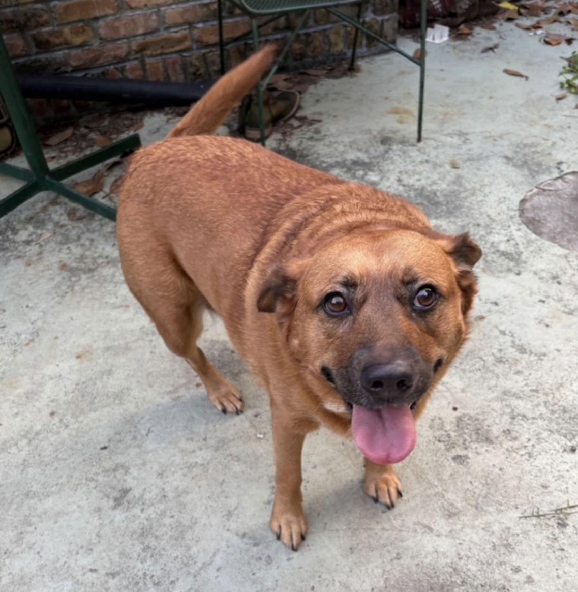 Enlarge JoJo, a Adoptable Black Mouth Cur in Mobile, AL image 1/2