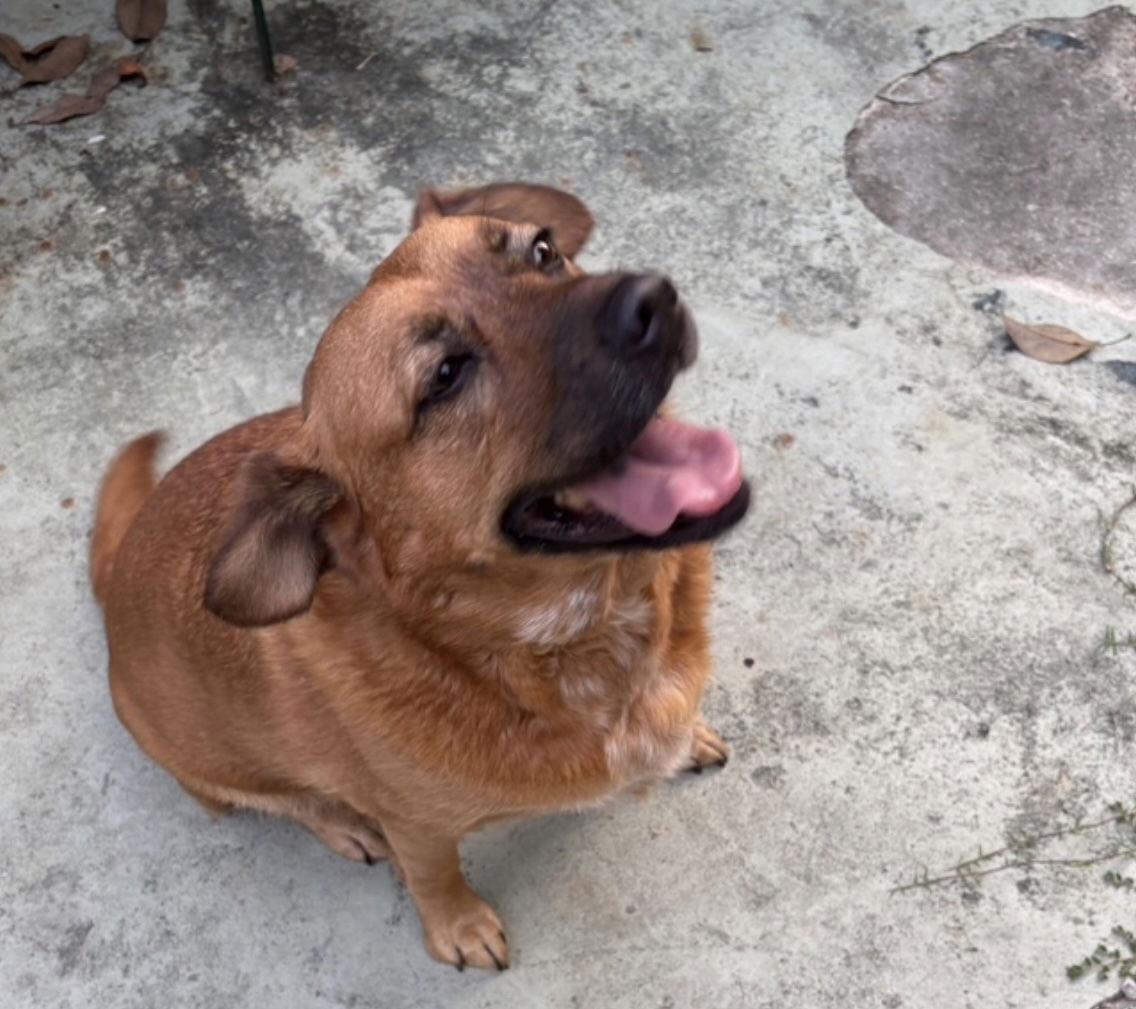 Enlarge JoJo, a Adoptable Black Mouth Cur in Mobile, AL image 2/2