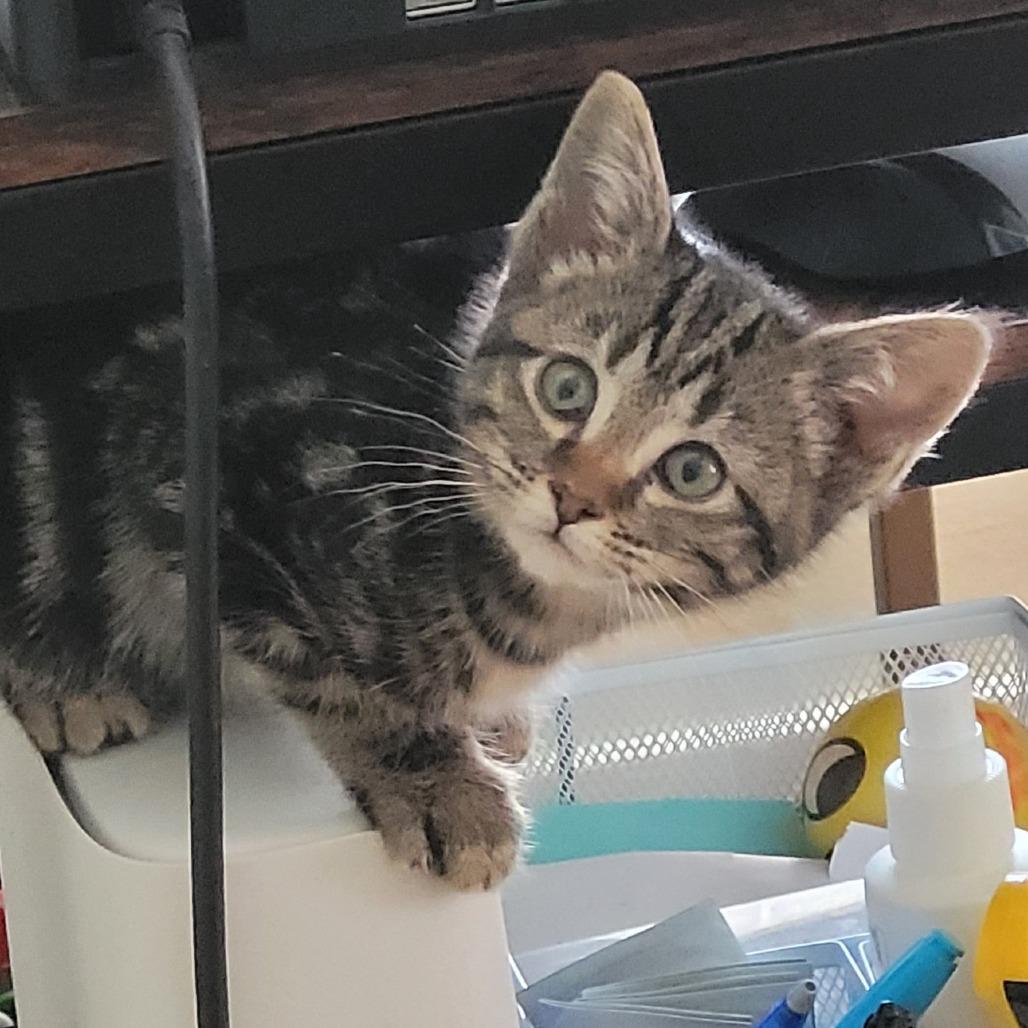 Arya $150, a Adoptable Domestic Short Hair in Milwaukee, WI image 1/5