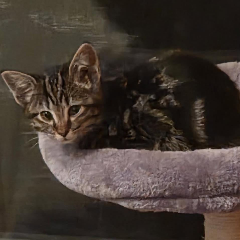 Arya $150, a Adoptable Domestic Short Hair in Milwaukee, WI image 2/5