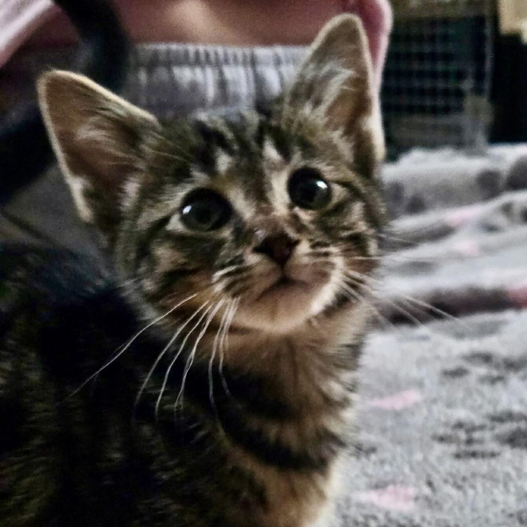 Arya $150, a Adoptable Domestic Short Hair in Milwaukee, WI image 3/5