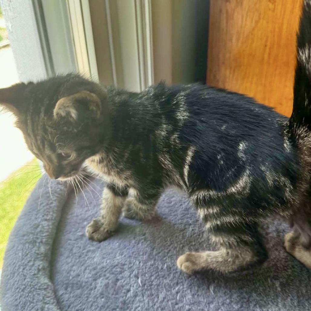 Arya $150, a Adoptable Domestic Short Hair in Milwaukee, WI image 4/5