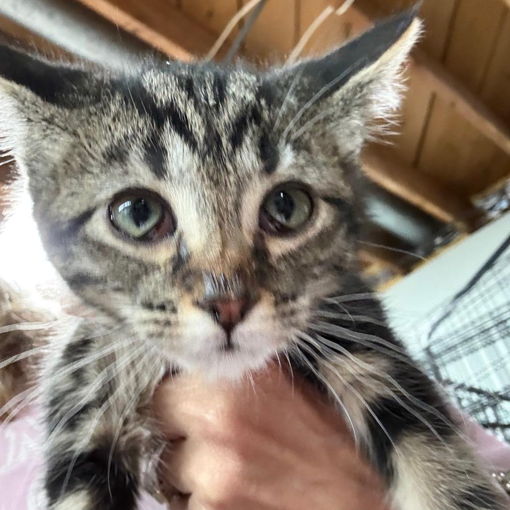 Arya $150, a Adoptable Domestic Short Hair in Milwaukee, WI image 5/5