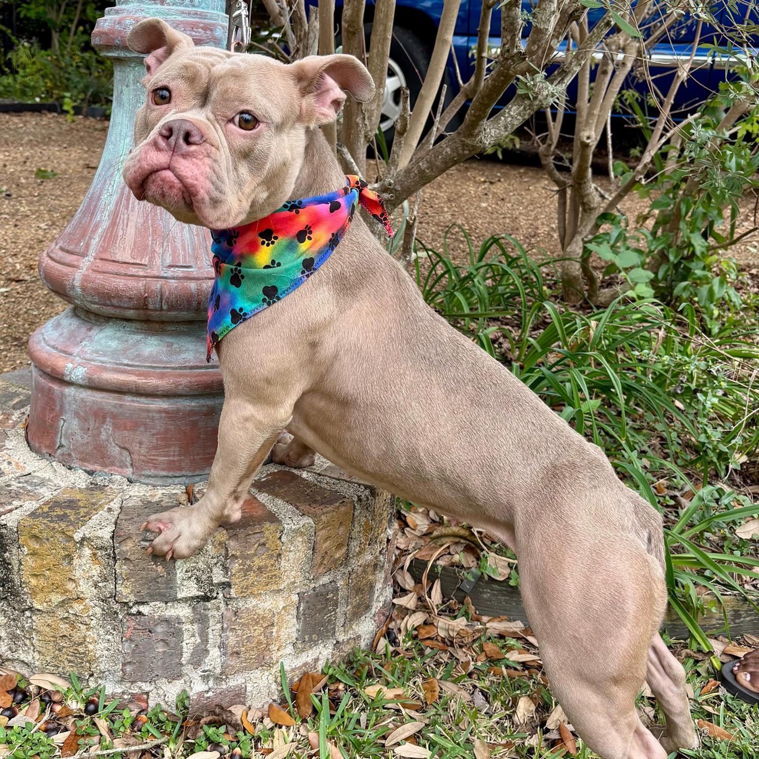 SADIE - WHAT A PRECIOUS LITTLE GIRL!, Adoptable, Adult Female French Bulldog & Bulldog.