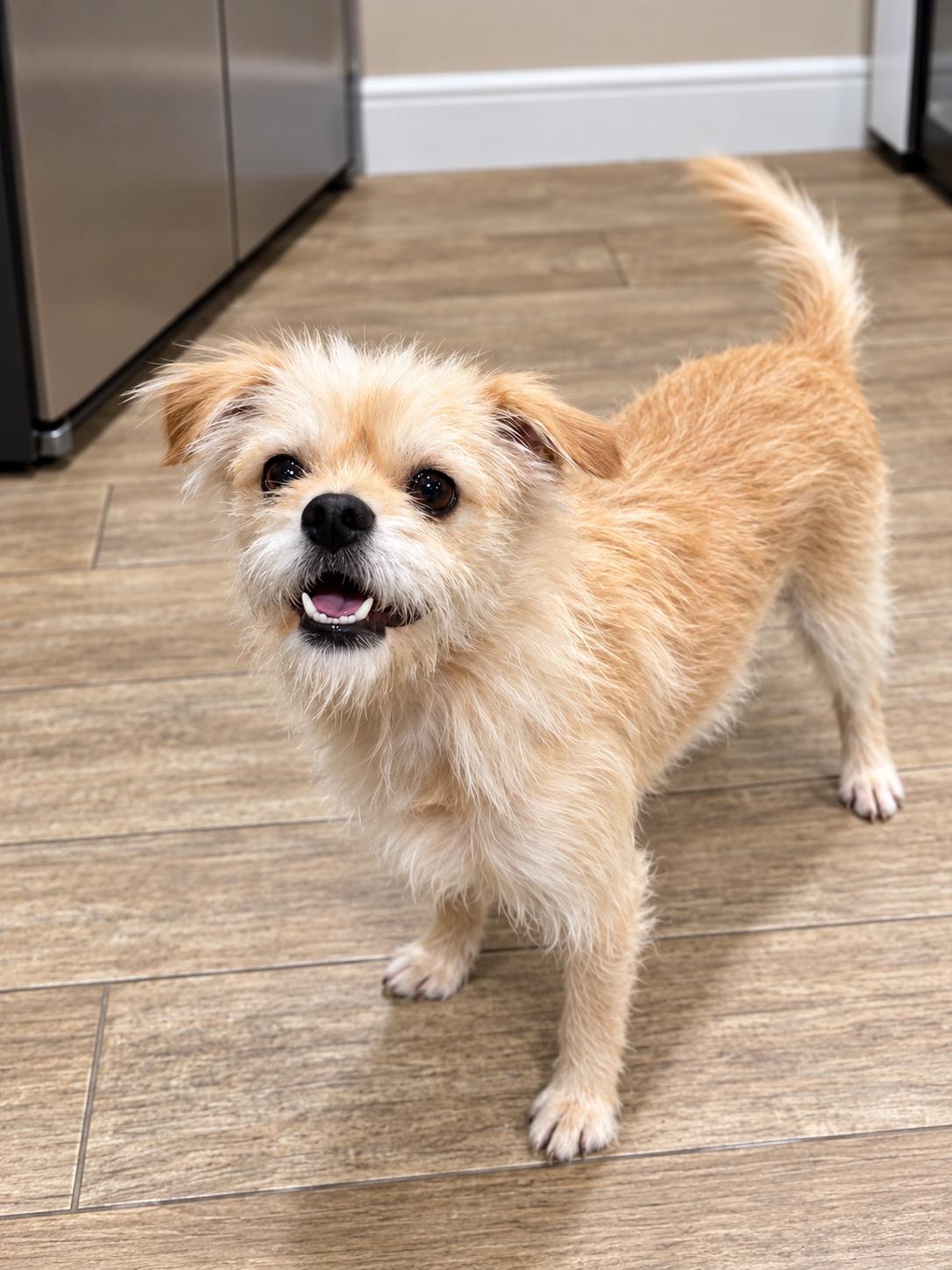 Enlarge Ghost, a Adoptable mixed breed in Corona Del Mar, CA image 3/3