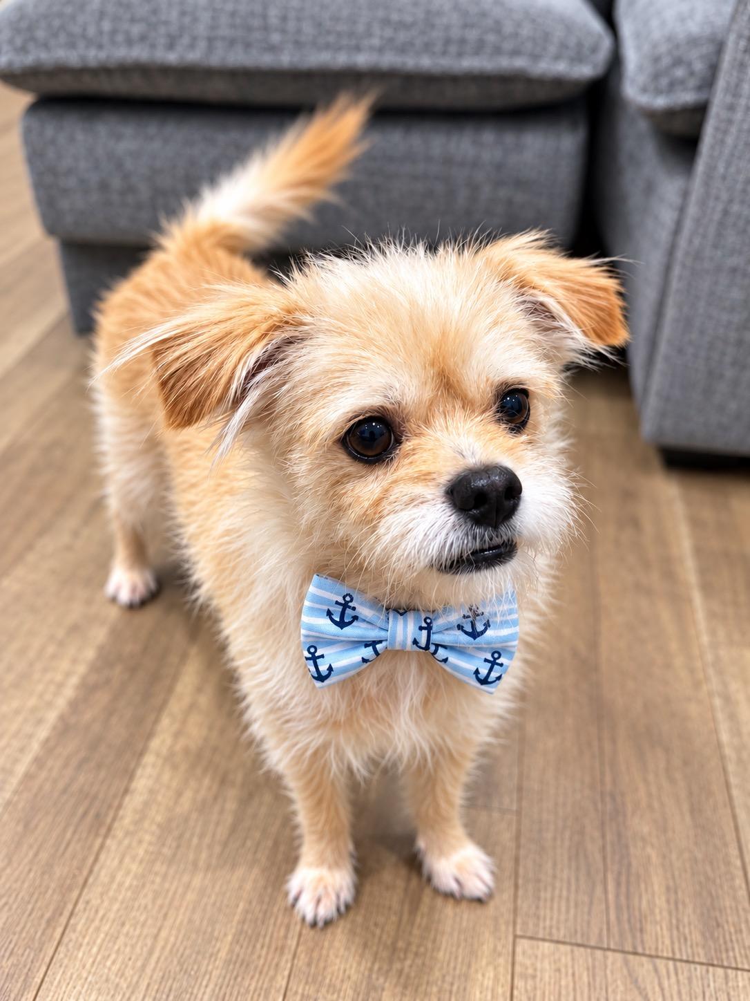 Ghost, Adoptable, Young Male Terrier & Cairn Terrier.