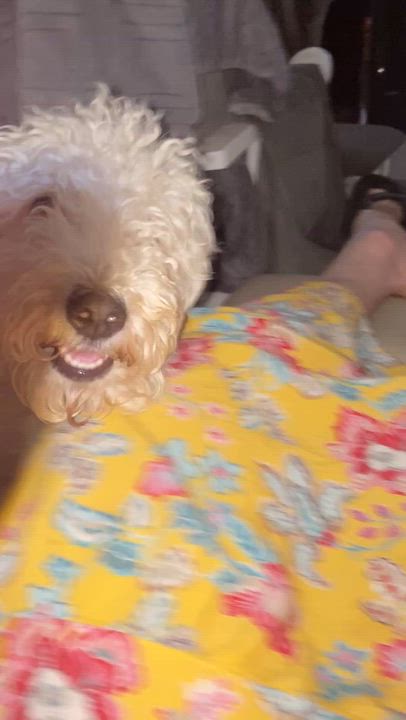 Enlarge Baby and Momma, a Adoptable mixed breed in Moreno Valley, CA video 2/3