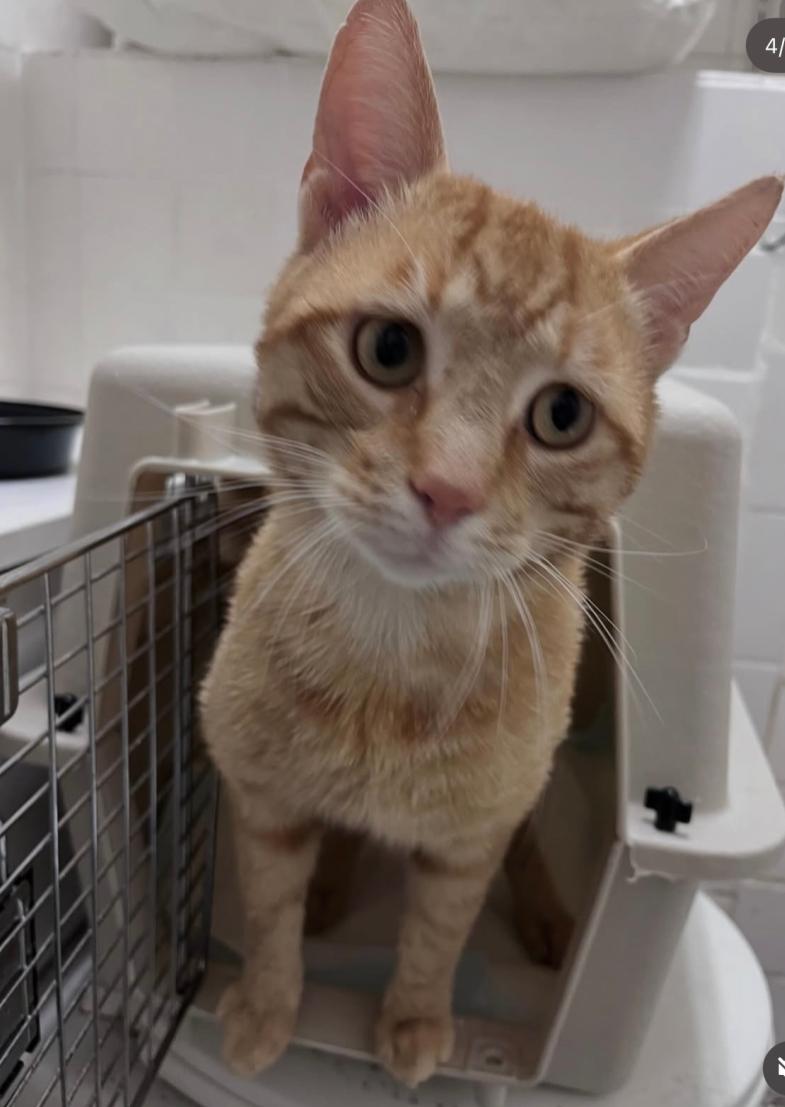 Gidget, a Adoptable Domestic Short Hair in Cleveland Heights, OH image 1/2