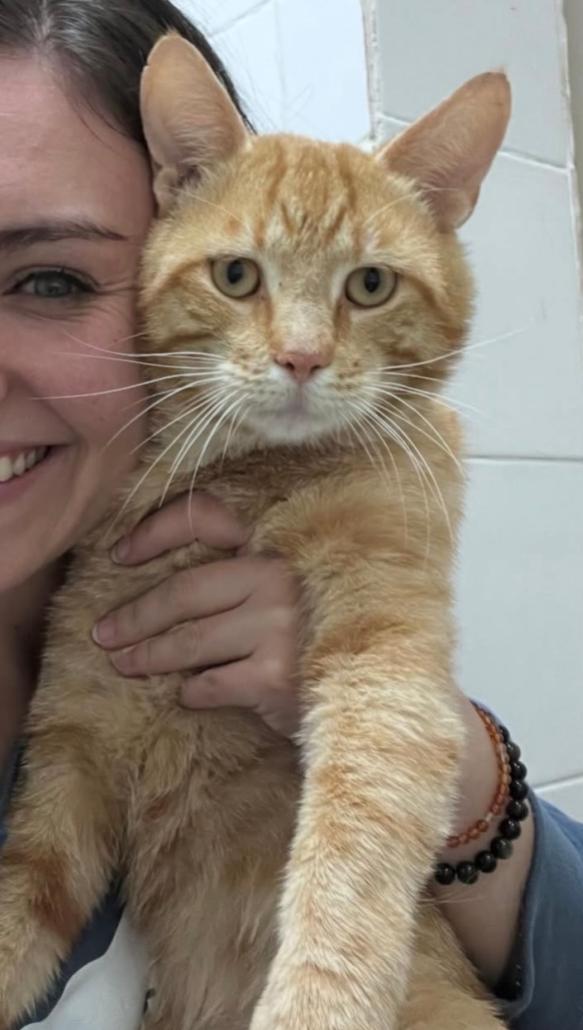 Gidget, a Adoptable Domestic Short Hair in Cleveland Heights, OH image 2/2