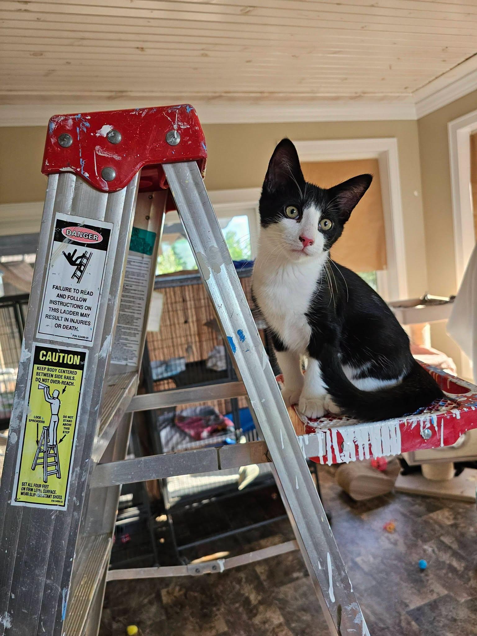 Enlarge Atlas, an adopted Domestic Short Hair in Freeland, MI image 1/1