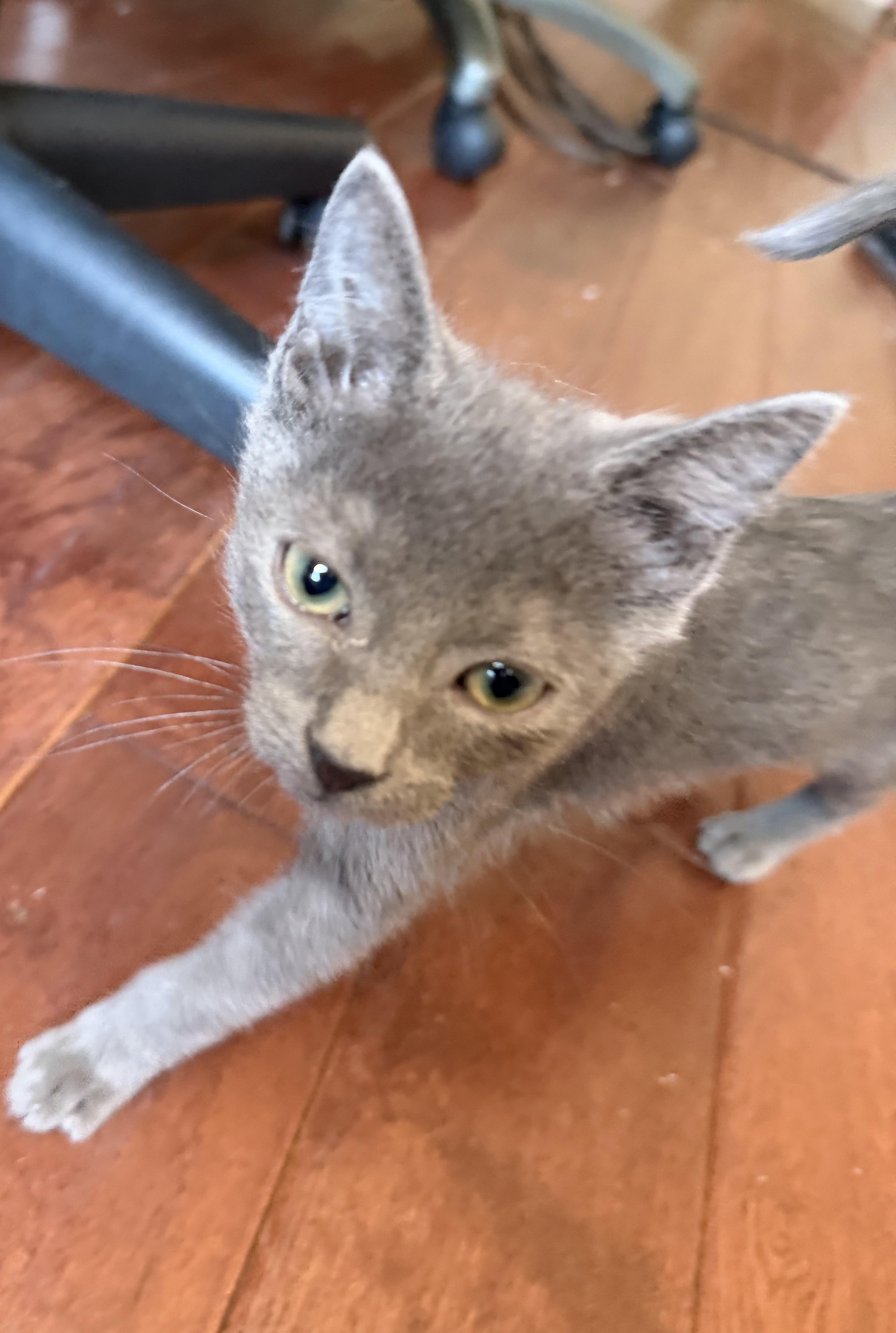 Peeta, ADOPTABLE, Kitten Male Domestic Short Hair.