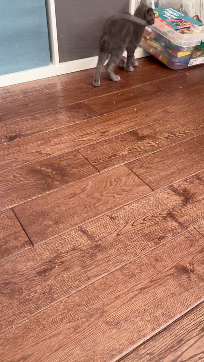 Enlarge Peeta, a ADOPTABLE Domestic Short Hair in Galloway, NJ video 2/2