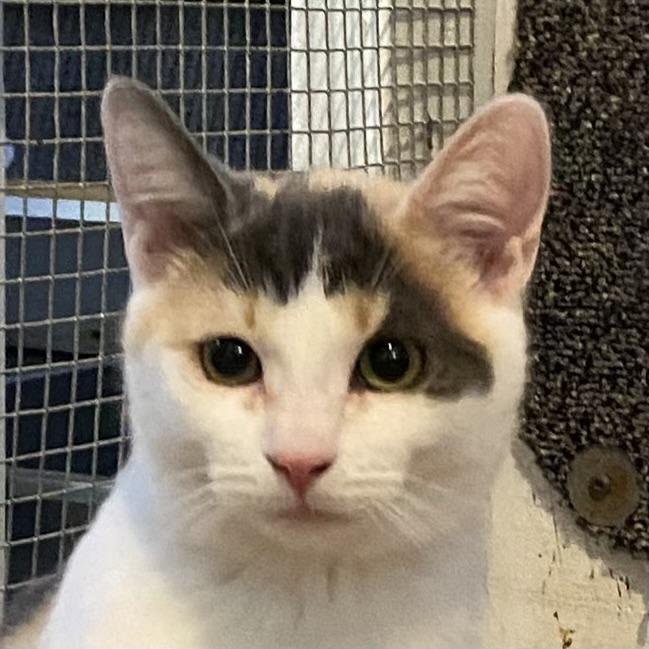 Sprout, Adoptable, Kitten Female Dilute Calico.