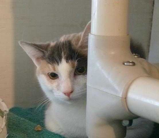 Sprout, a Adoptable Dilute Calico in Stanstead, QC image 2/5