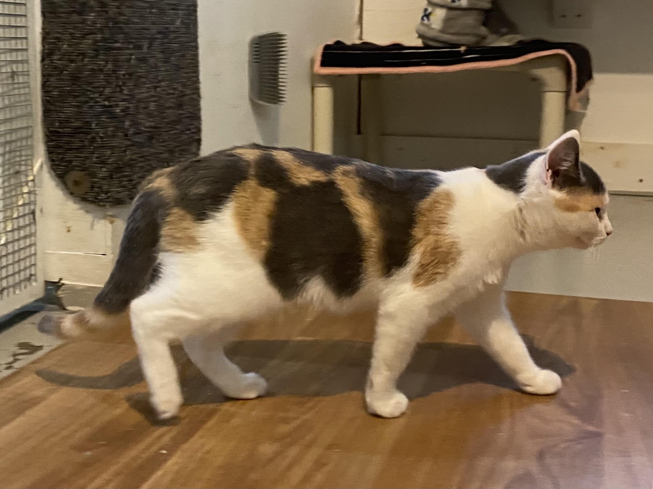 Sprout, a Adoptable Dilute Calico in Stanstead, QC image 3/5