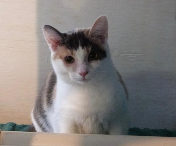 Sprout, a Adoptable Dilute Calico in Stanstead, QC image 4/5