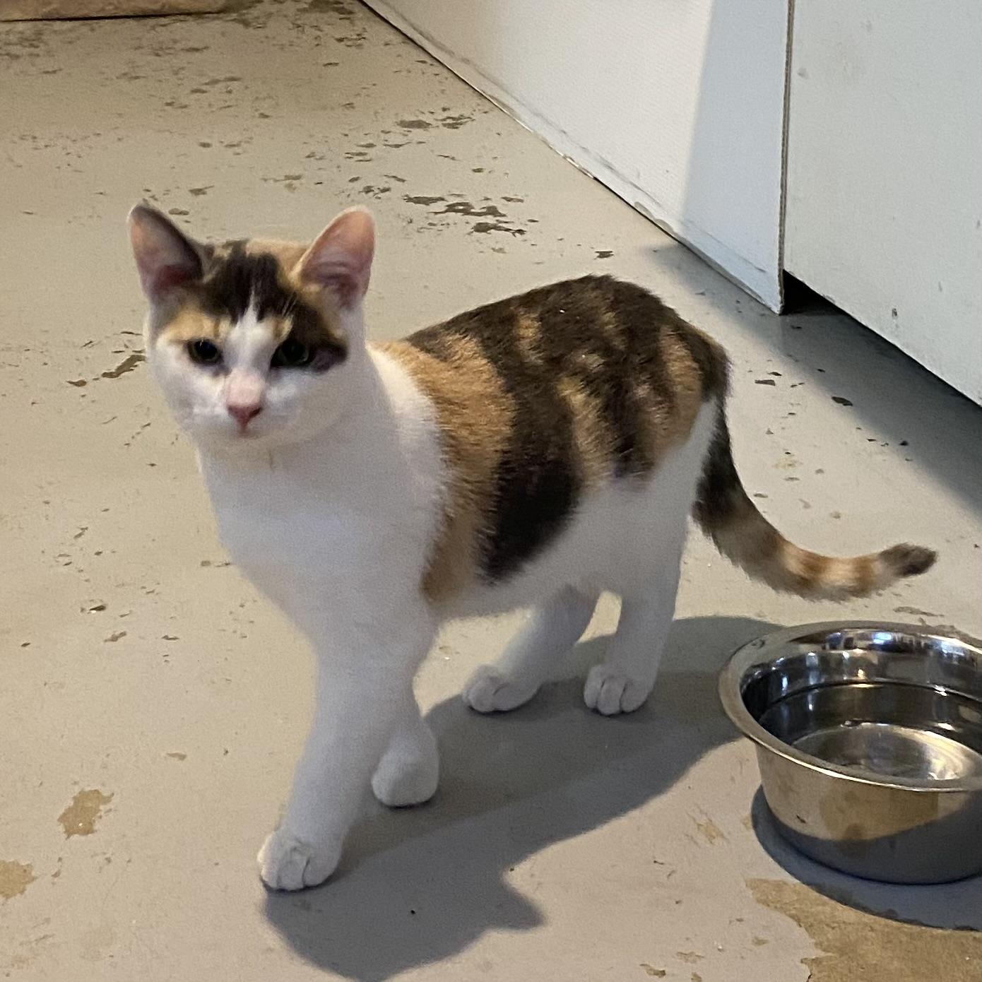 Sprout, a Adoptable Dilute Calico in Stanstead, QC image 5/5