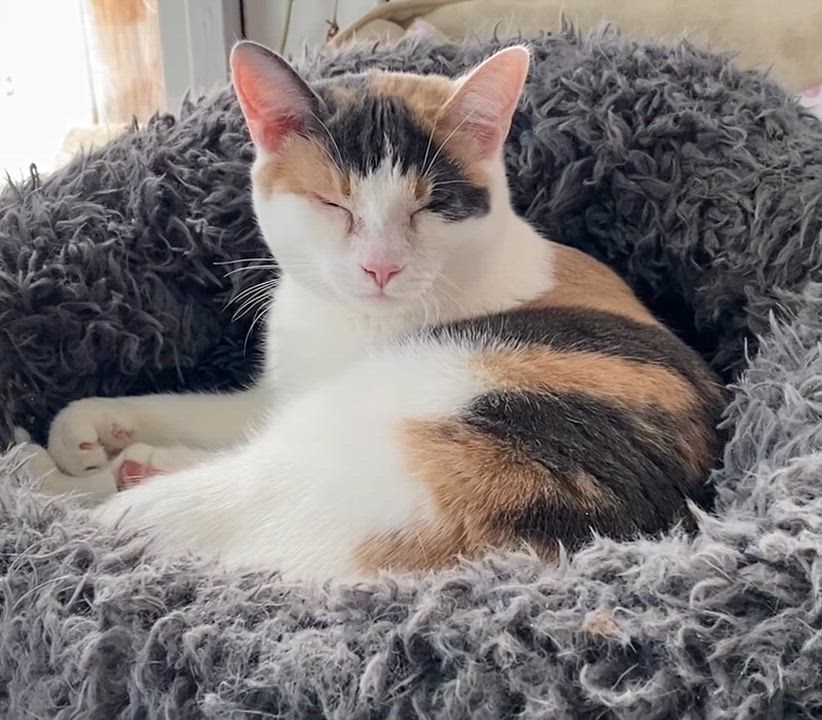 Enlarge Gigi, a Adoptable Dilute Calico in Stanstead, QC video 3/6