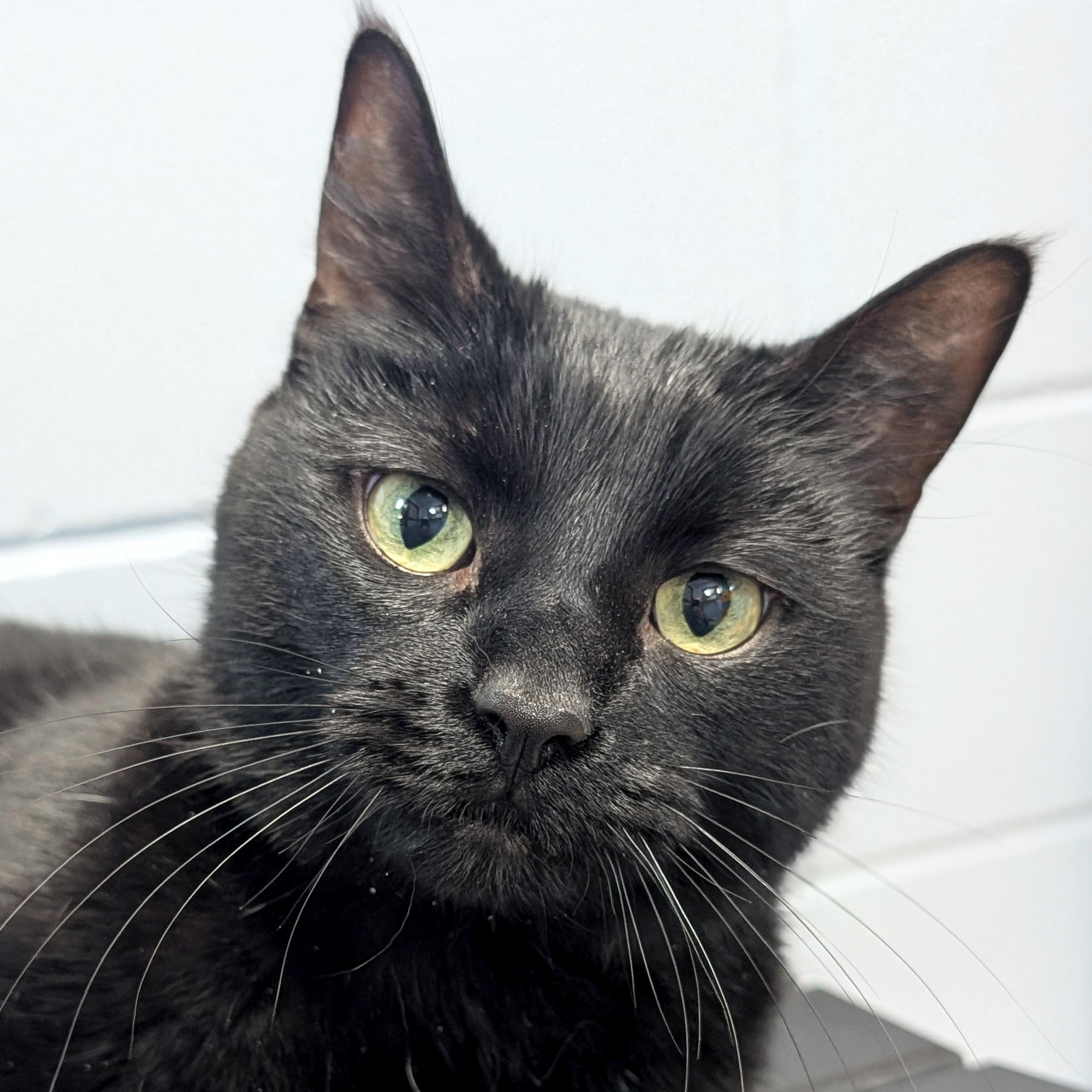 Lilly, ADOPTABLE, Adult Female Domestic Short Hair.