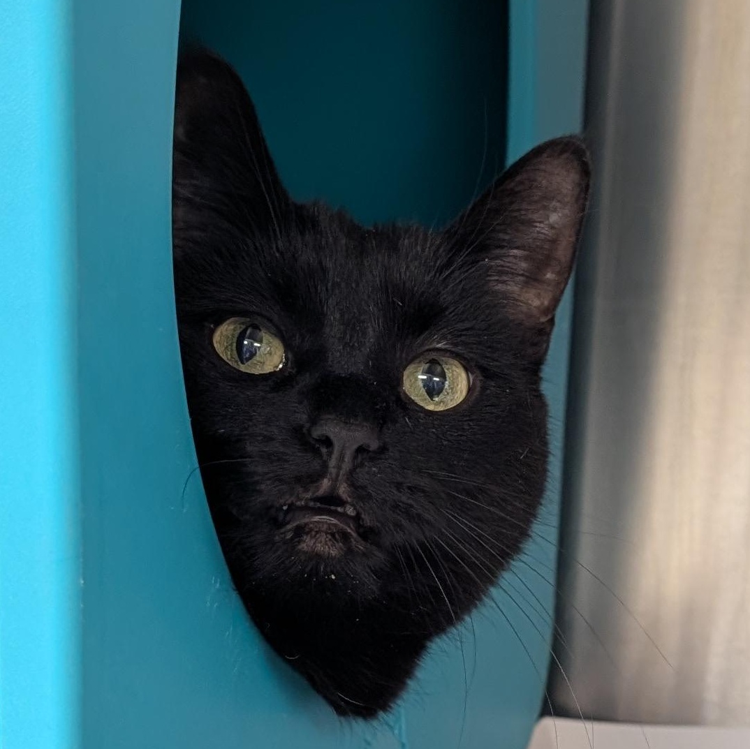 Enlarge Lilly, a ADOPTABLE Domestic Short Hair in Jefferson, WI image 2/3