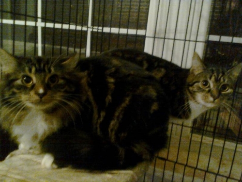 Snowflake & Tiny T, an adoptable Domestic Long Hair, Maine Coon in Cookeville, TN, 38506 | Photo Image 1