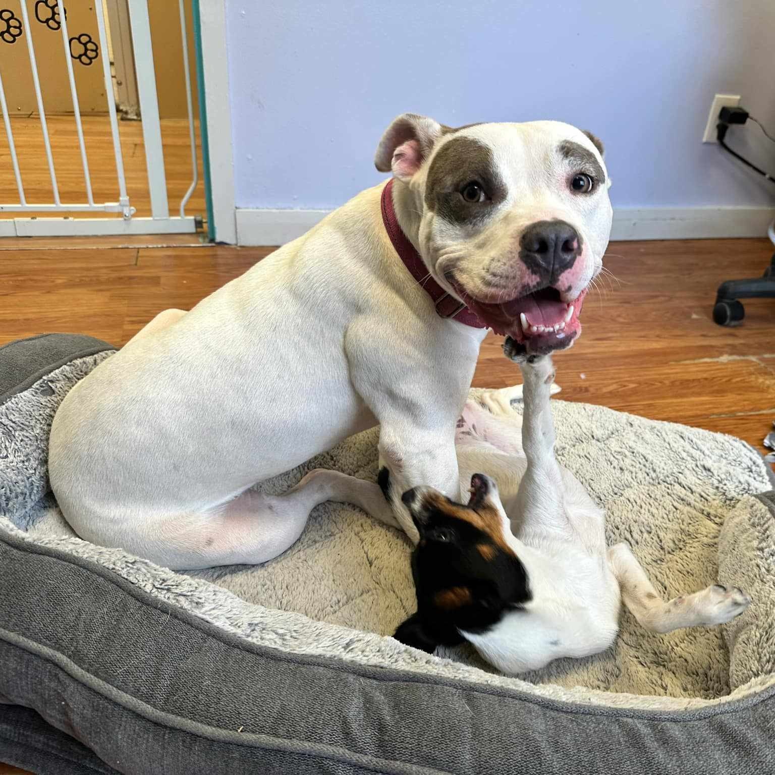 Jelly, a Adoptable mixed breed in Saugerties, NY image 5/5