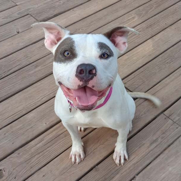 Jelly, a Adoptable mixed breed in Saugerties, NY image 2/5