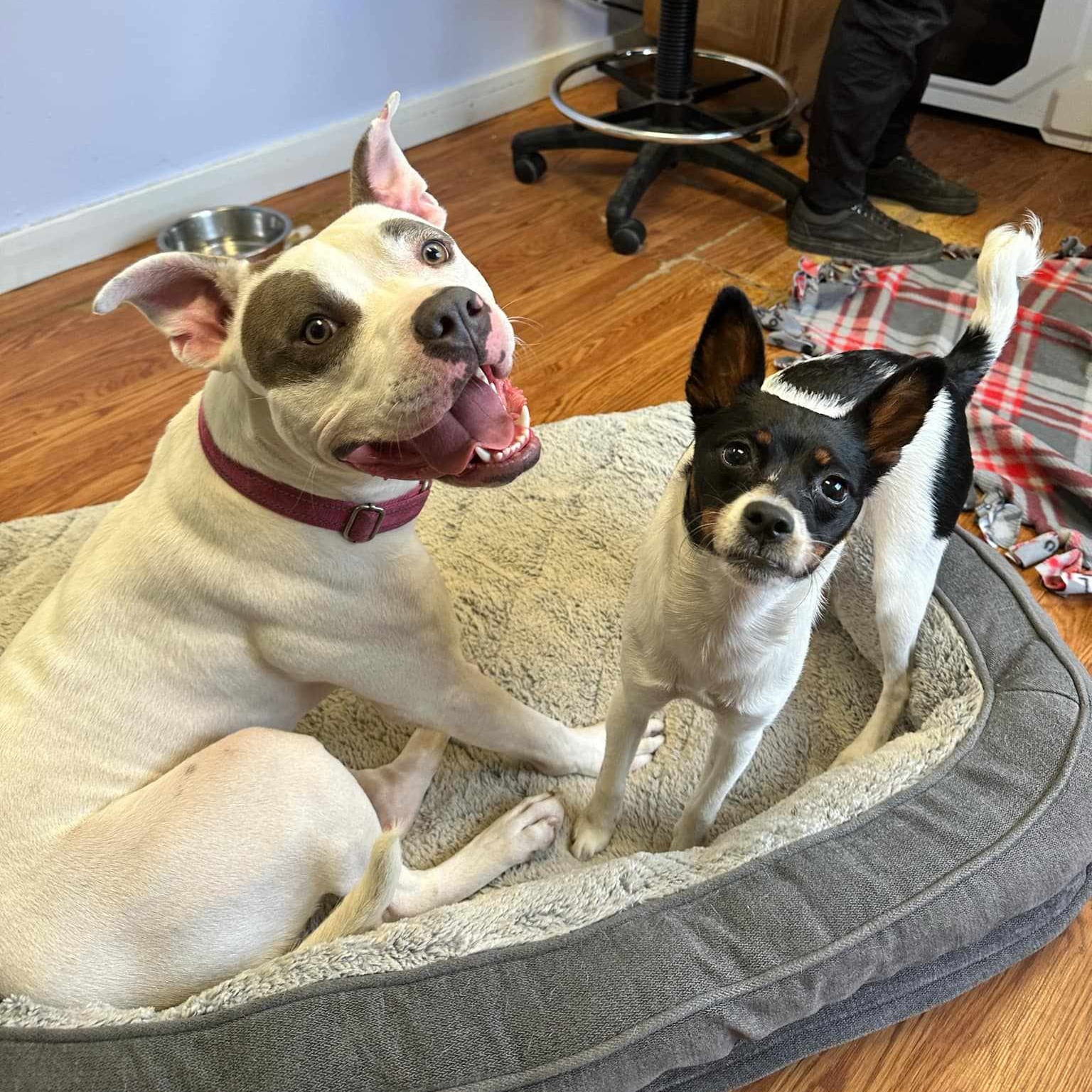 Jelly, Adoptable, Young Female Mixed Breed.