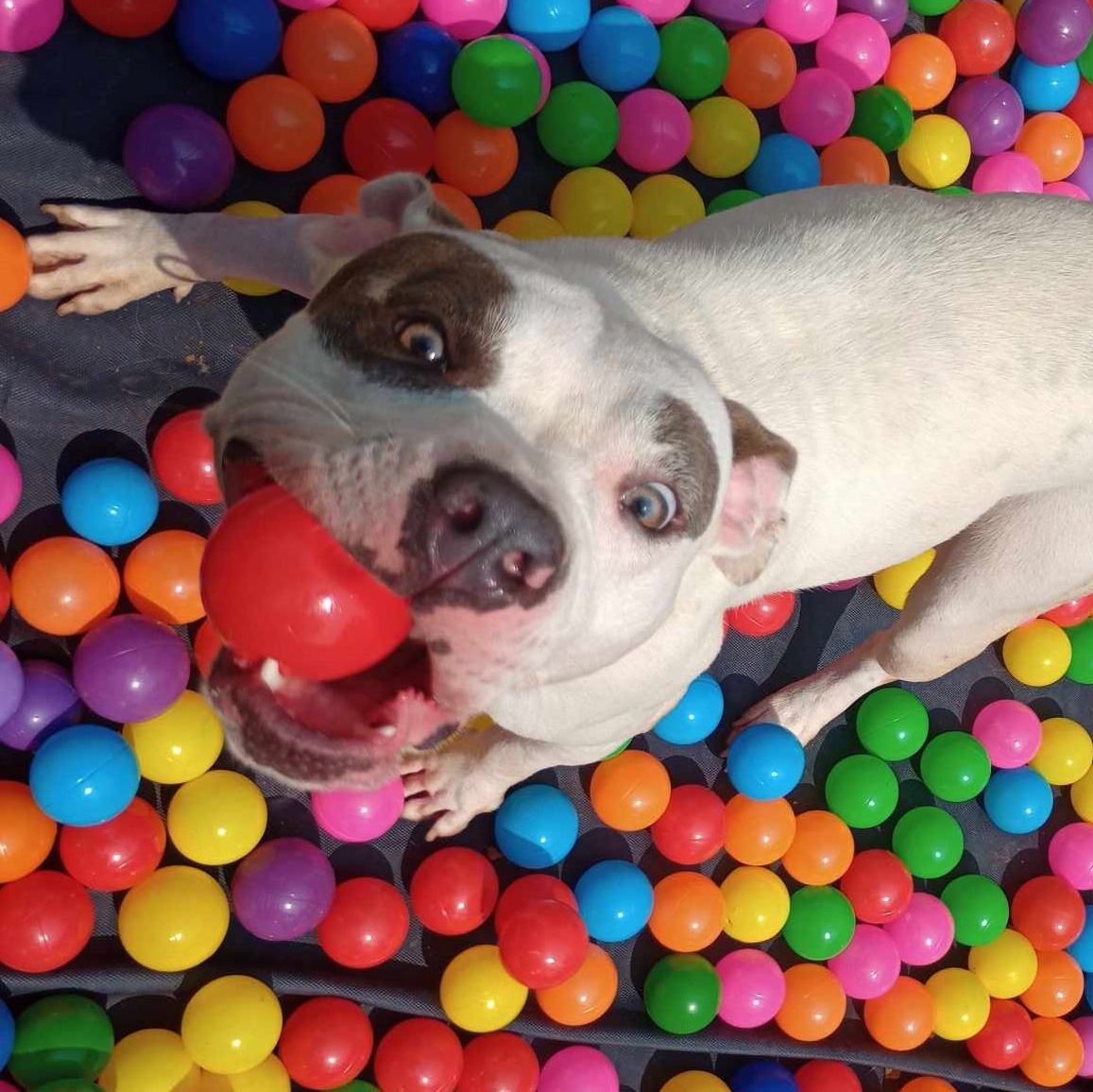 Jelly, Adoptable, Young Female Mixed Breed.