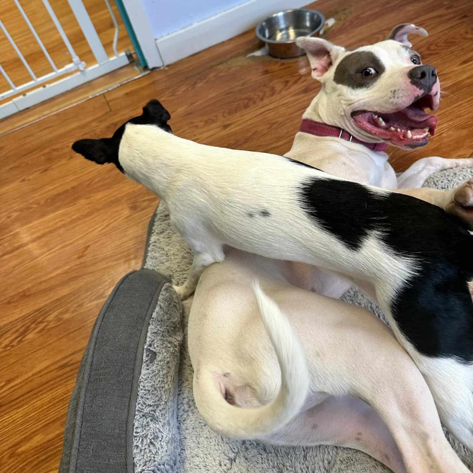 Jelly, a Adoptable mixed breed in Saugerties, NY image 3/5