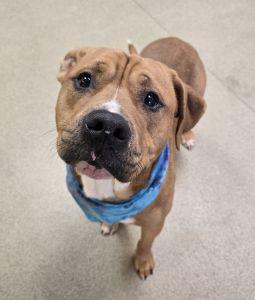 Enlarge Kash, a Adoptable mixed breed in Bucyrus, OH image 4/4