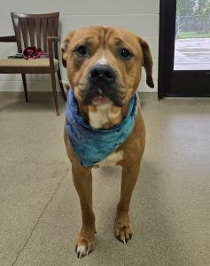 Enlarge Kash, a Adoptable mixed breed in Bucyrus, OH image 3/4