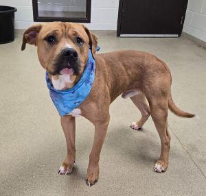 Enlarge Kash, a Adoptable mixed breed in Bucyrus, OH image 2/4